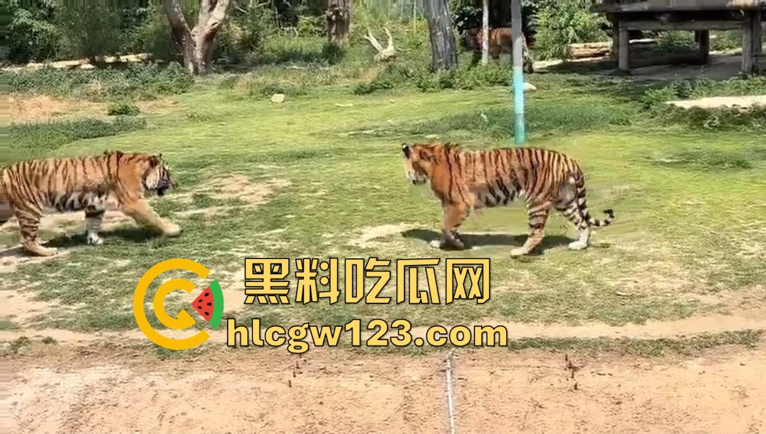 山东德州欧乐堡惊现一只大鹤误入虎区，七虎围成战术扇形现场1V7，最后成了热菜！-2