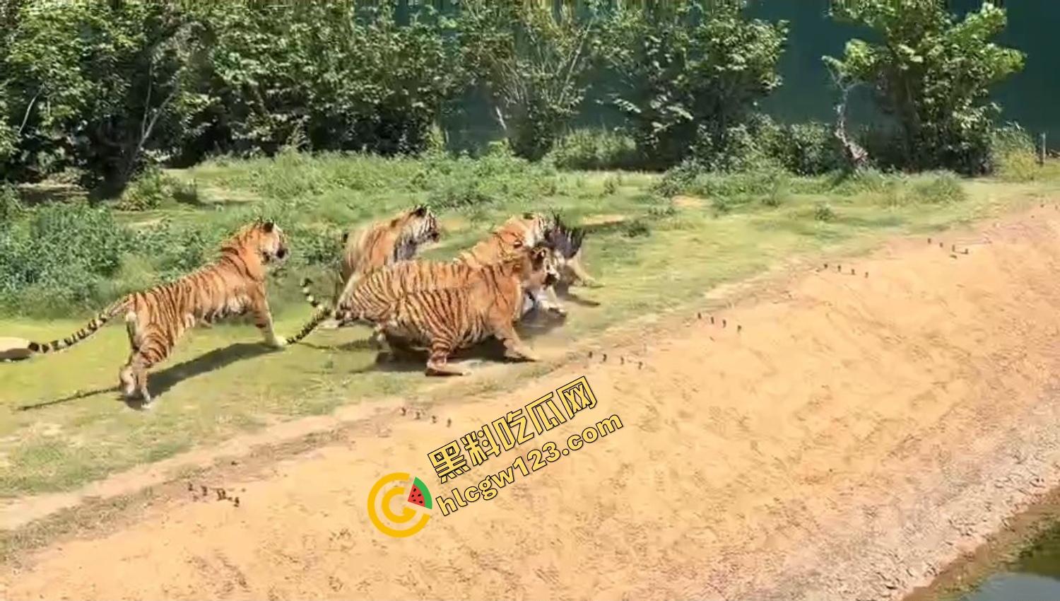 山东德州欧乐堡惊现一只大鹤误入虎区，七虎围成战术扇形现场1V7，最后成了热菜！-5