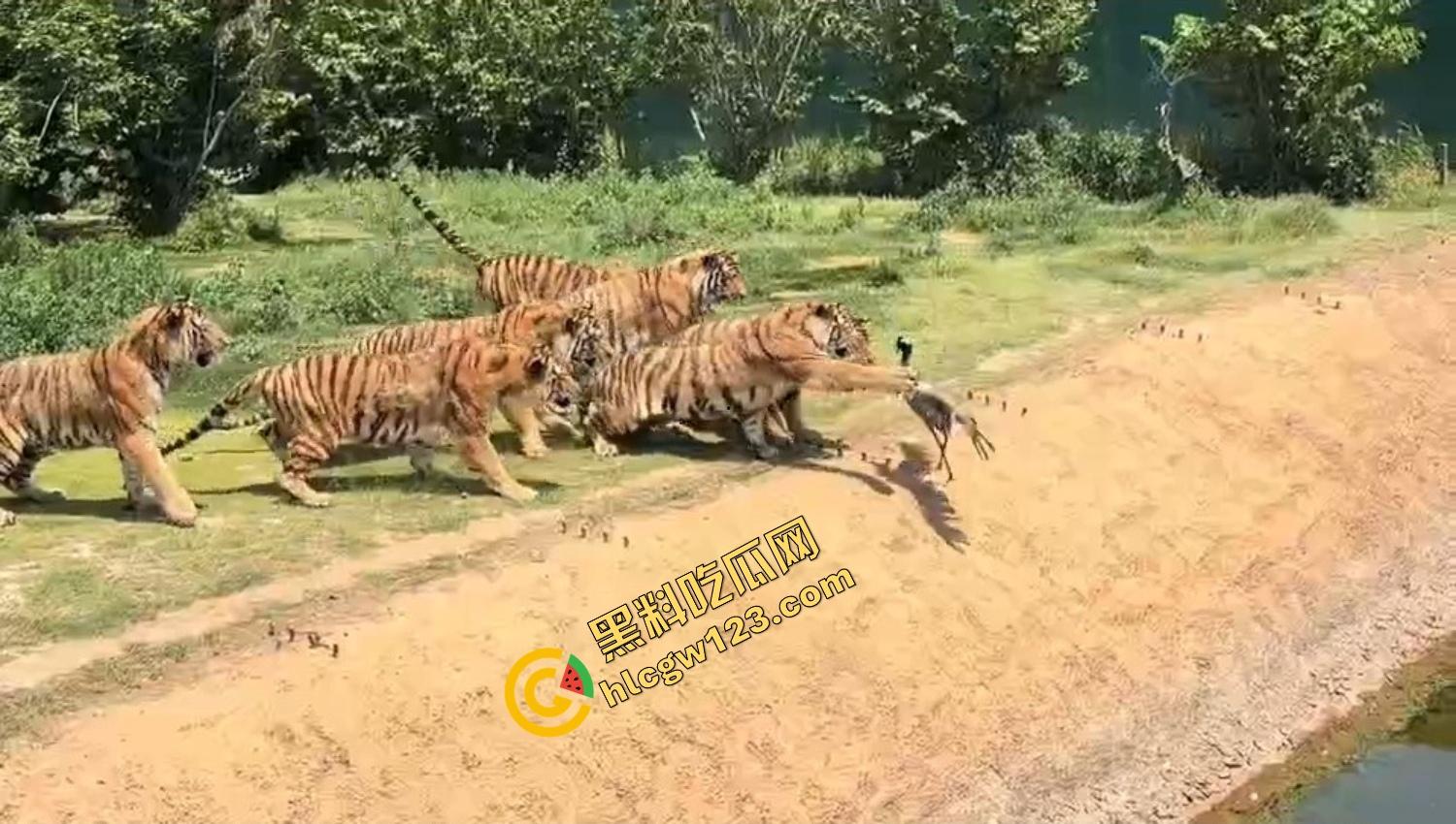 山东德州欧乐堡惊现一只大鹤误入虎区，七虎围成战术扇形现场1V7，最后成了热菜！-11